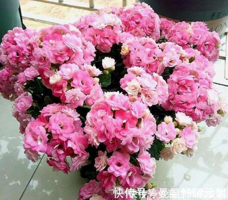 能手|世上公认最美的4种花，是“开花小能手”，一年花期多