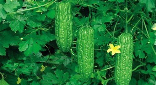 营养物质|女性不想变老，不妨多吃三种物，滋养肌肤排毒养颜，早吃早好