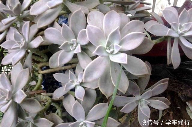 致敬张阿婆，一养十八年，宝石花盆栽成了“墙栽”，胜过九成老桩！