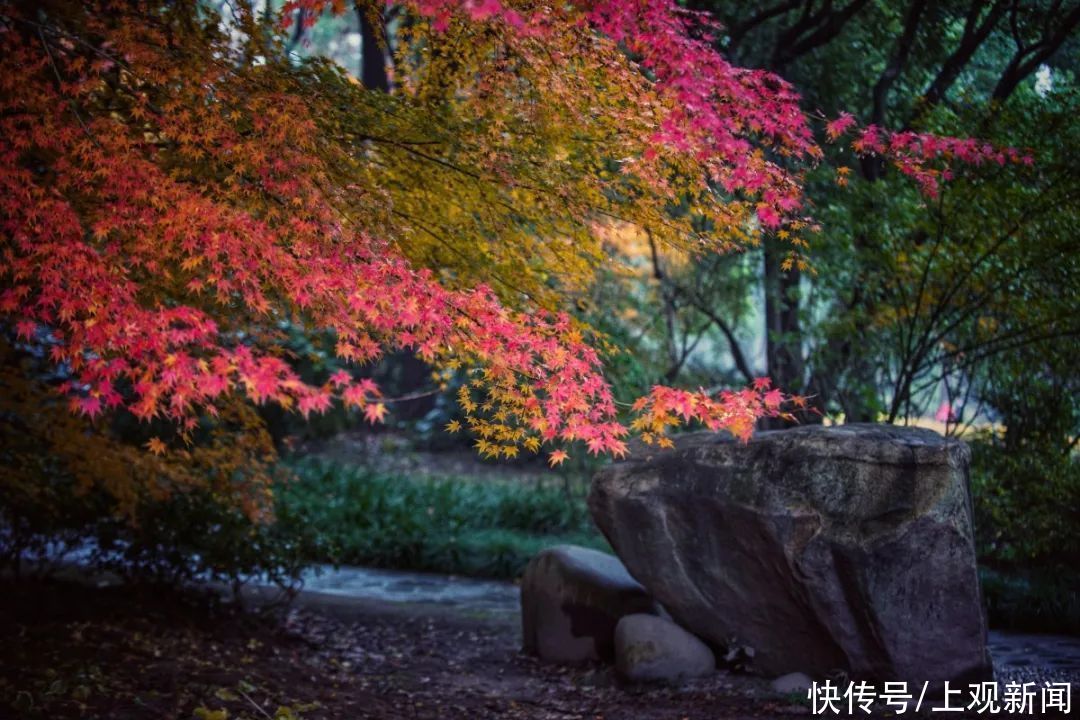 冬雨|冬雨浸润后的共青，别样动人