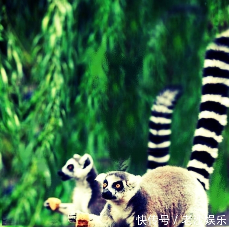 月饼|你见过动物“过中秋吃月饼”吗?疯狂动物城之动物也疯狂