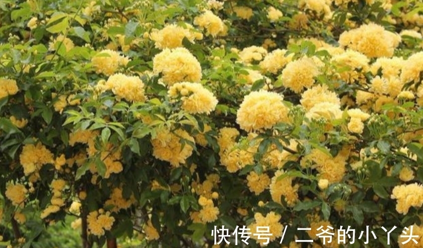 凤仙花|庭院选这几款花,花姿妖娆,花开美观又大气,花色艳丽灿烂无双