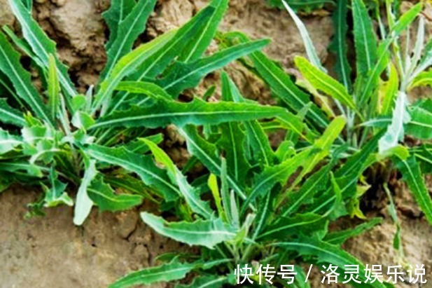 苦菜|埋没在农村4种抗癌野菜，很多人嫌脏不愿吃，却比蒲公英好100倍