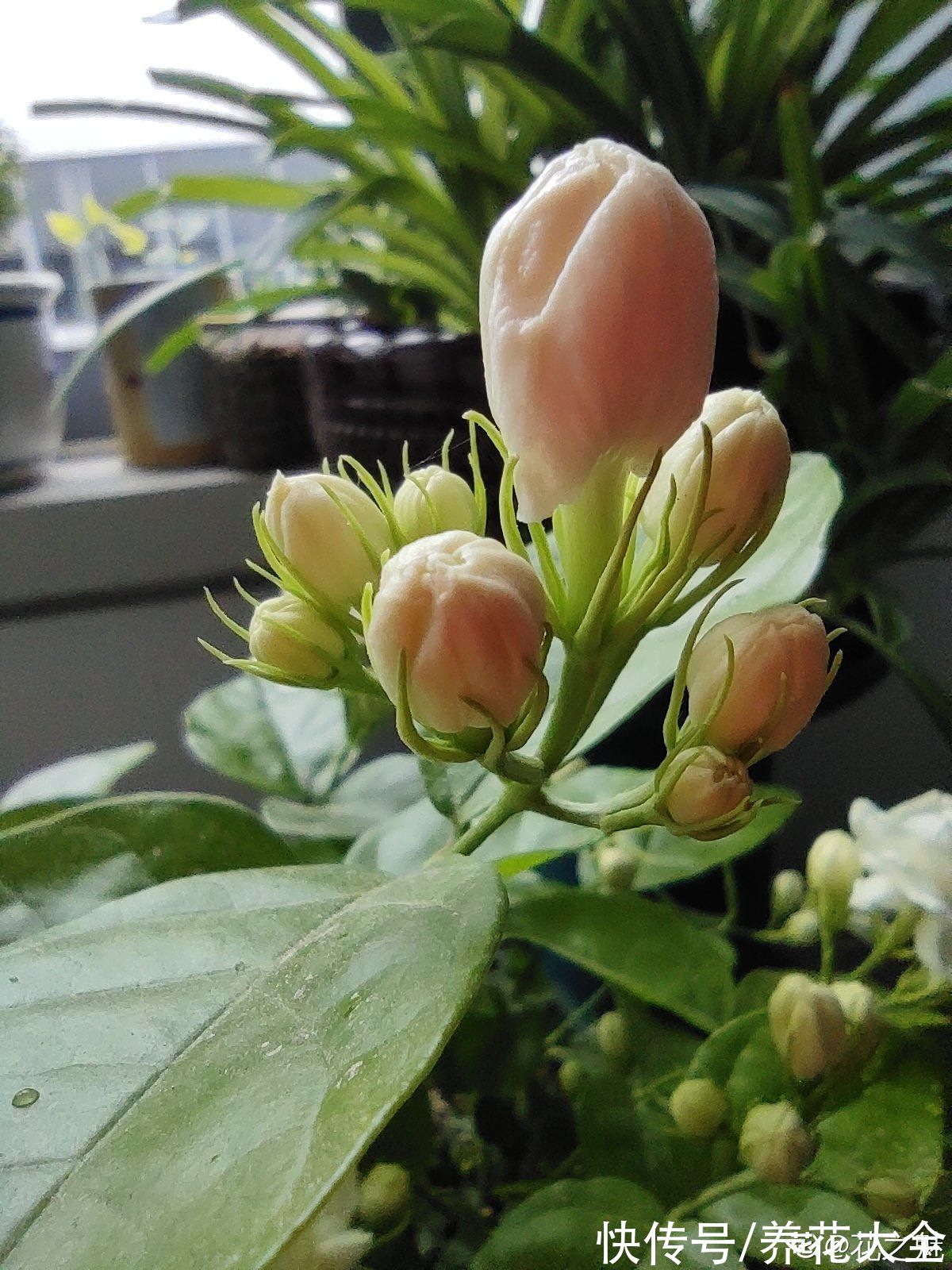 养花|养花用点“酸酸水”,花长得特旺,叶子绿得直滴油