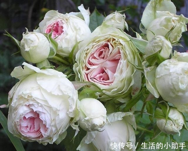 25款包子型月季,花开永不败,大花好养又丰花,新手推荐种植!