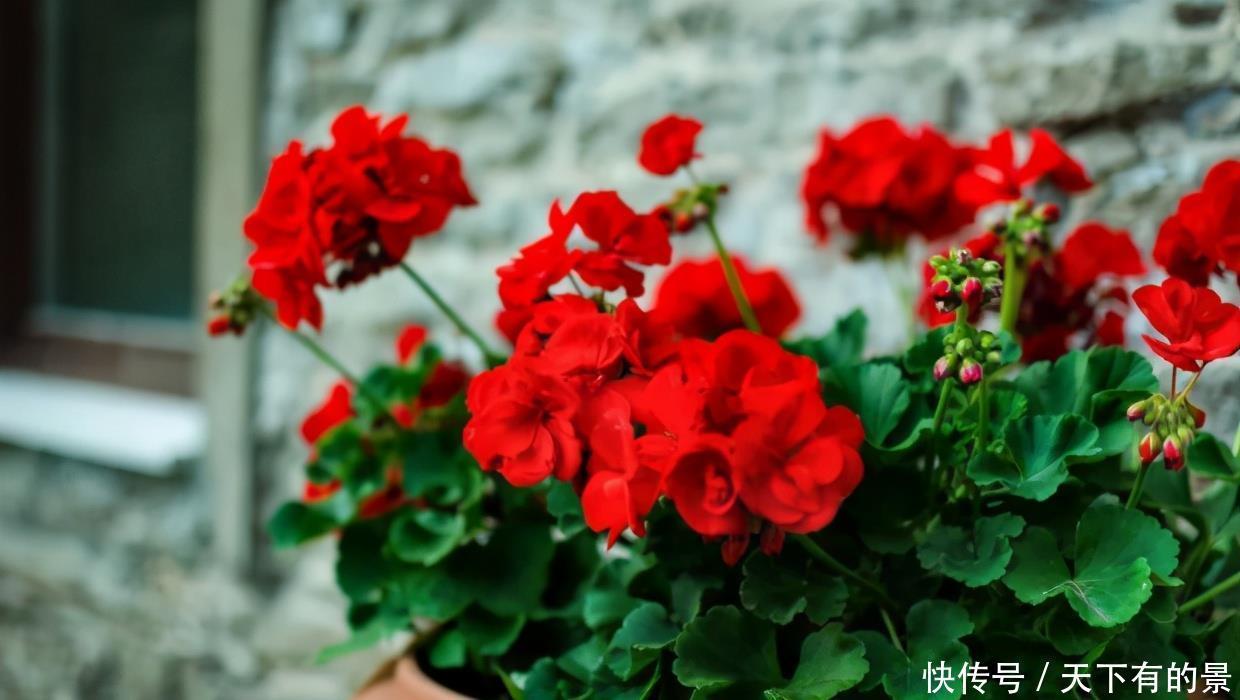 室内养花最烦“病虫害”,告诉你这些关键点,让花少生病