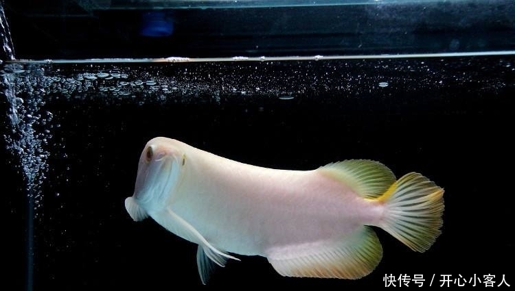 鱼蒙眼可以喂食吗 鱼蒙眼可以喂食吗