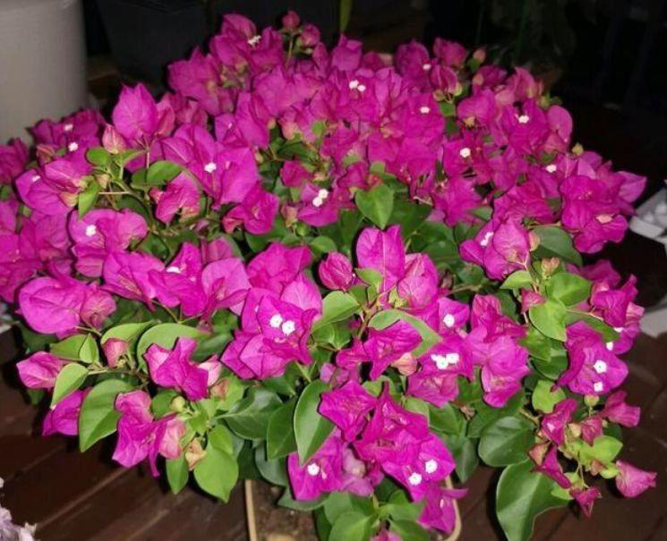 适合阳台养4种花,花朵硕大,直接变成小花园