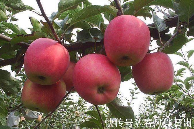 苹果|什么时候吃苹果最好？饭前还是饭后？不妨了解一下