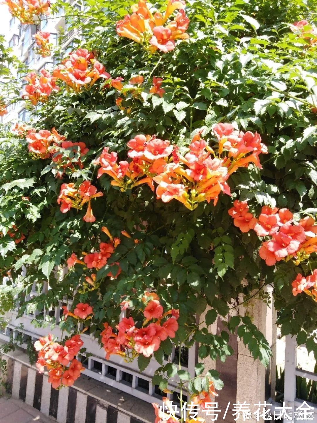 夏天|热不死的花，温度高也不休眠，超级适合夏天