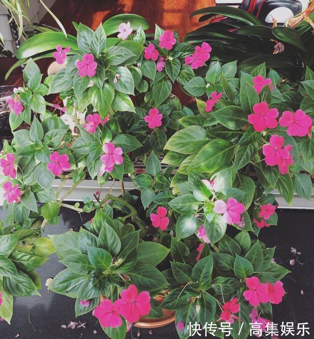 阳台上就养一棵这种“花”，插枝生根，全年都开花，一棵繁殖20棵