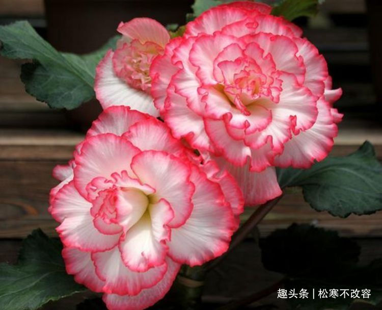生命力|几款艳丽的花卉,漂亮又好闻,四季有花开,花香四溢飘满屋,美