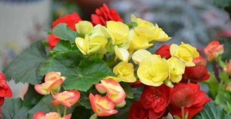 4种花“喜欢”晒太阳,越晒长得越旺,开花越多,1个月就爆盆