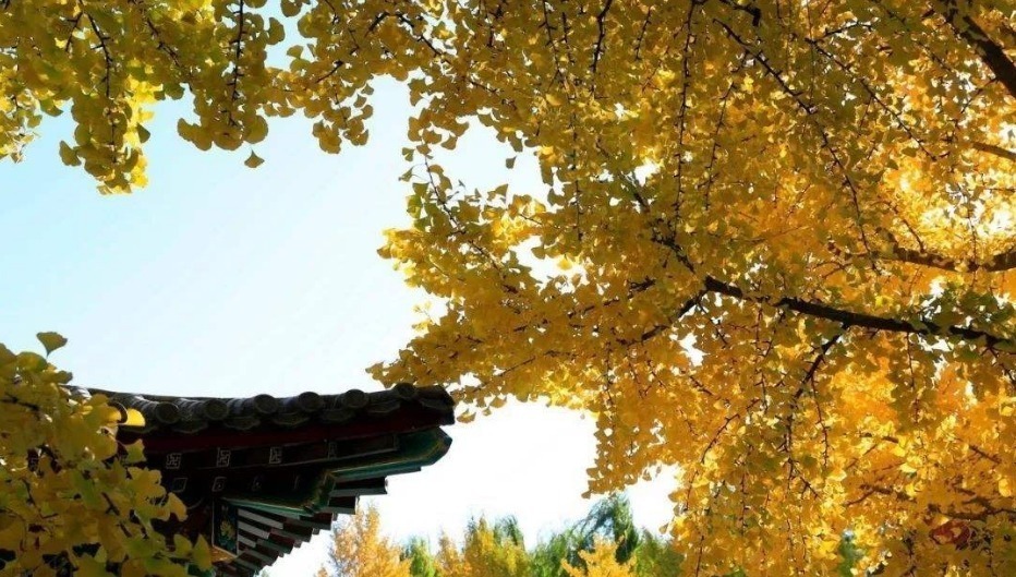  诗词|【诗词鉴赏】古诗词里听秋声，声声入耳，句句在心！