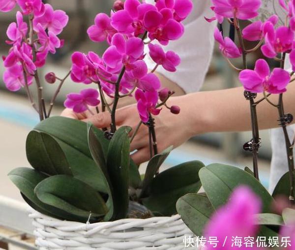 养蟹爪兰，掌握4个小技巧，过年时绿叶间挂满“红花”