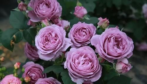  季花|推荐10款蓝紫系月季，仙气十足，总有一款是你喜欢的