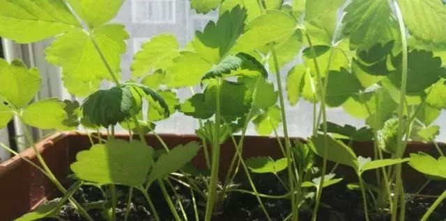 草莓这么贵就别买了,自己种一盆,1招让草莓又大又甜!