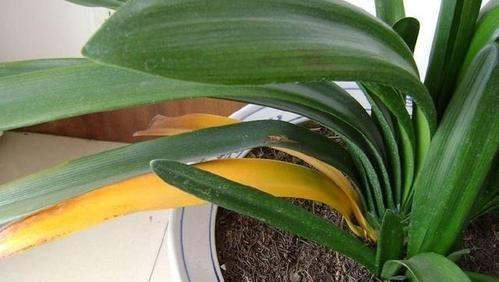 挺拔|君子兰总黄叶教你这样养,叶子挺拔如折扇,又肥又绿