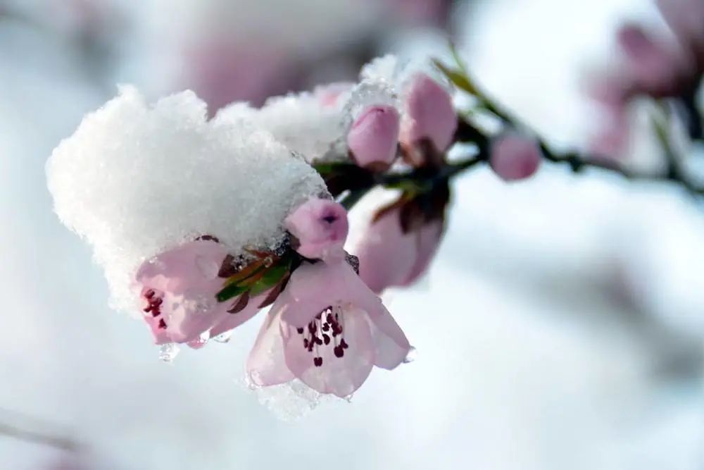 北风|周文中诗12首:走过风霜苦与悲，残阳映雪笑微微