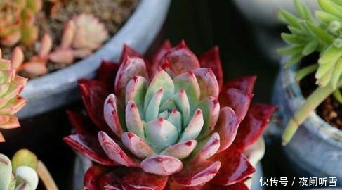 1种家家都有的“废水”,简单一处理,养啥旺啥,多肉也不例外