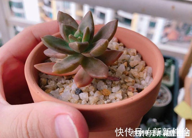 美植袋|养花用“沙子”栽种,好处多多,告诉你它的4个使用“技巧”