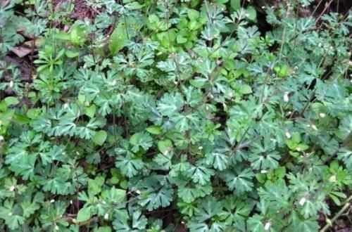 泡茶|十个女人九个贫血，用此草泡茶喝，不贫血了，乳腺越来越好