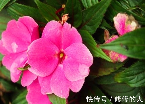 浇水|非洲凤仙如何养?教你3个养护小妙招,花开爆盆年年开花