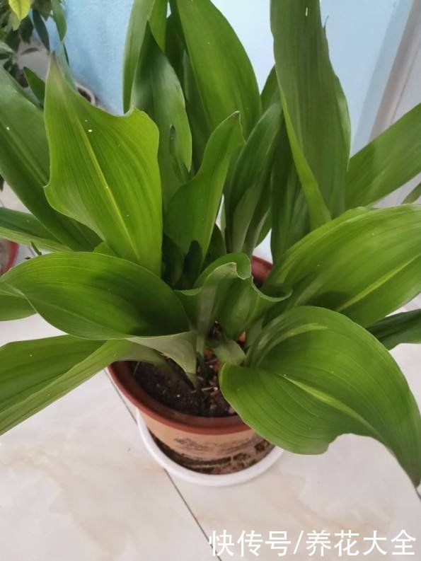 花花|冬天光照差,就养这6种耐阴植物,家里没光也能开花