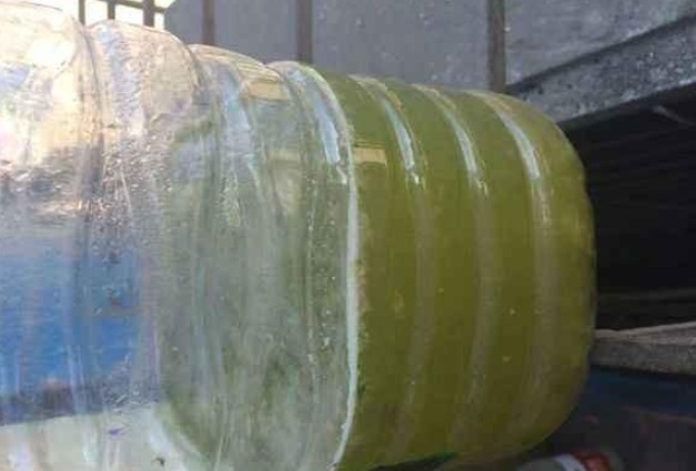 君子兰|君子兰施什么肥好肥料选择方法交给你!君子兰叶片肥厚,叶纹深