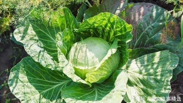 想养胃,多吃2种蔬菜就够了,“刮走”幽门螺杆