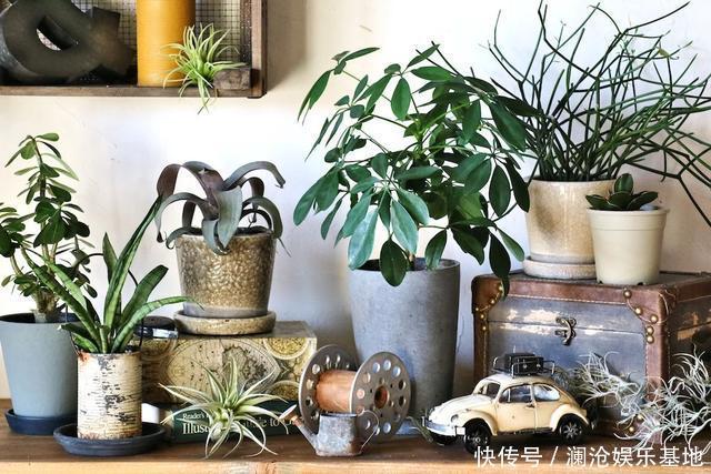 多肉植物|养花不会浇水，家里再多花也会被糟蹋，新手盆栽浇水指南