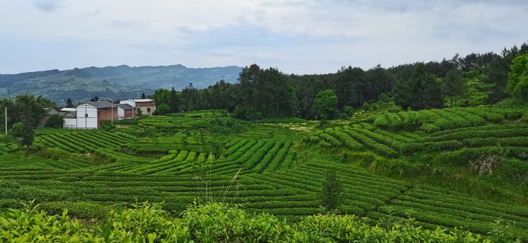 30分钟到达！万州有个宝藏景区，去茶山漫游，远眺佛印美景……