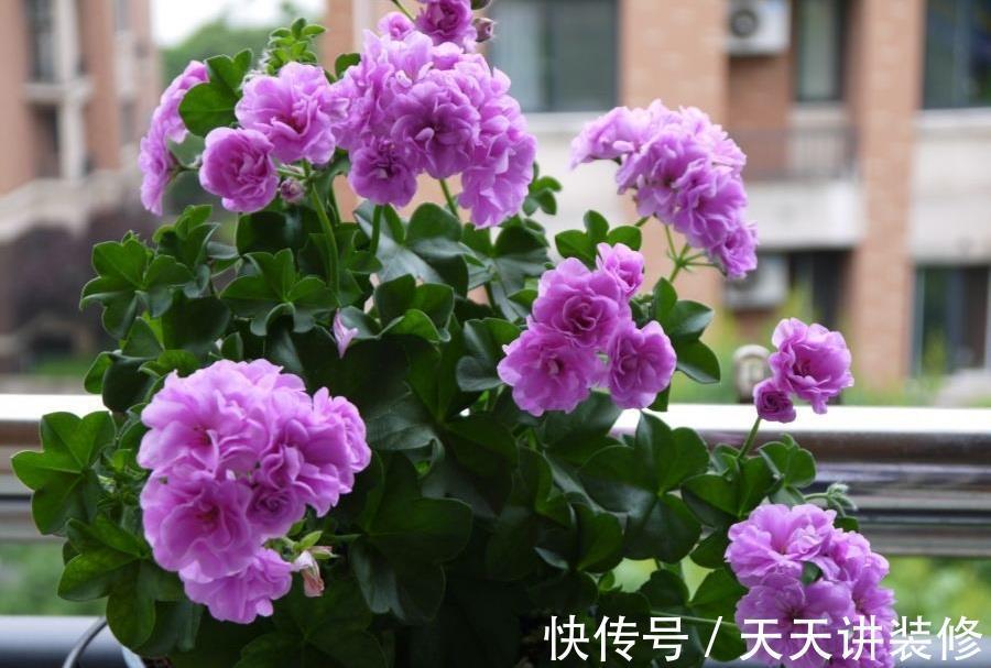 玫瑰花|你的阳台缺花吗?养棵“夏日玫瑰”,颜值高,花期长,养护也不难