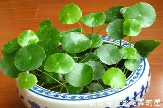 农历9月28霜降后,养什么花?以下3种花,富贵吉祥财源滚滚