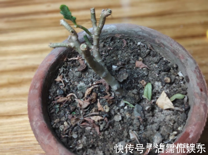 花芽|长寿花有2怕,8月要做这件事,做好了枝繁叶茂,花开不断