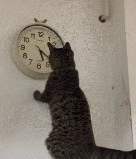 |搞笑GIF趣图:谁出馊点子,给我出来,我保证不弄死你!