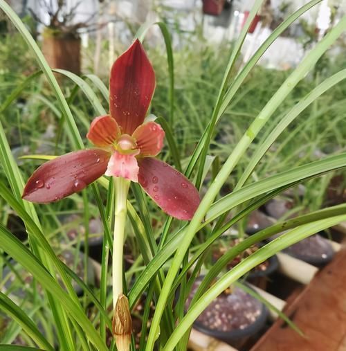 曾经的“国兰第一红”，现在很便宜，花色艳丽，多次兰展获奖