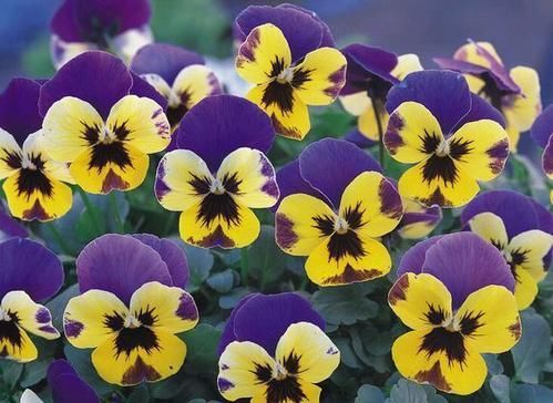 3种漂亮花，好养又好看，一盆变多盆，新手也会养