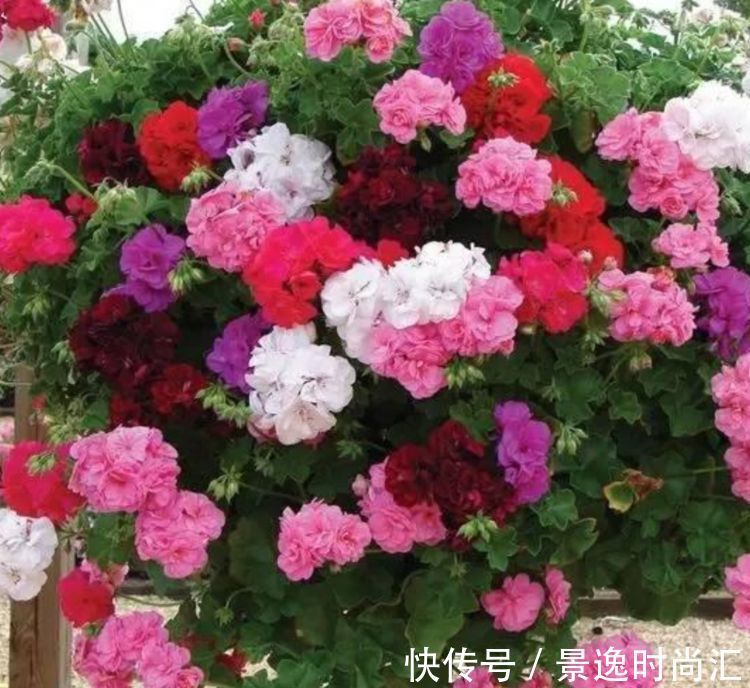 兰花|此款花卉,花期长易养活,家养一盆全年赏花,是阳台盆栽极品