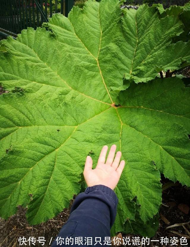 惹不起的花，叶子直径3米大，一片叶子盖住3个人