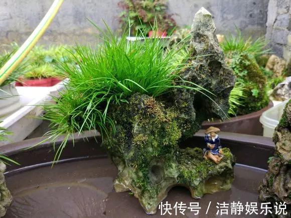 兰花|3种花“品味高”,放在家里有档次,格调高雅都说好看!