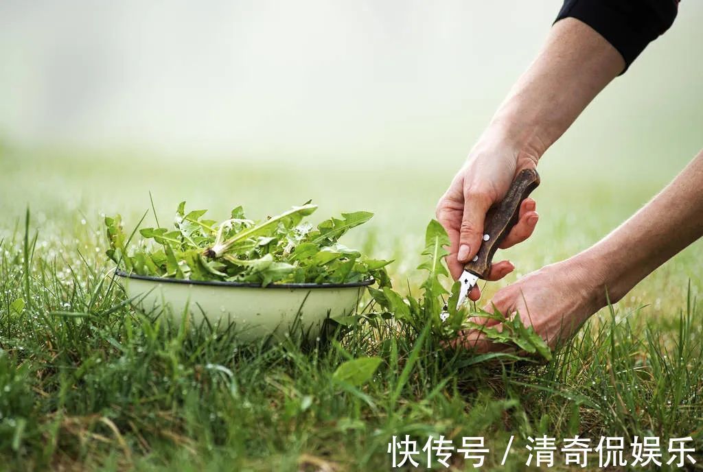 蒲公英根|春天,蒲公英,浑身是宝,对人体有4大好处,但3类人不宜吃