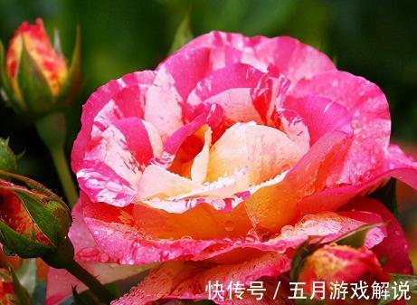 3款画家系列月季,你喜欢哪一款