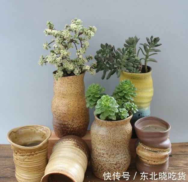 烂根|花盆又高又深怎么养多肉,方法来了,不烂根颜值高