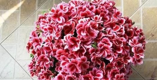  不用|天竺葵不用买，折一段枝就能开成花球！