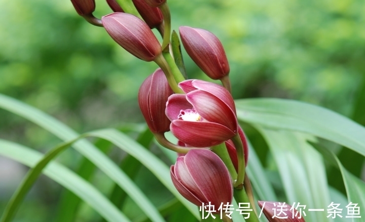 兰花|七言绝句◆空谷幽兰