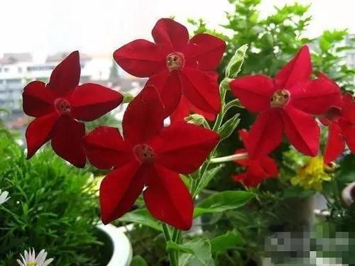 你家窗台还没变花园？只因缺了这6种花