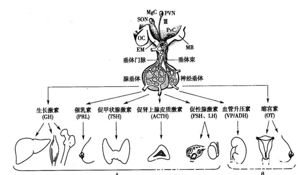 下丘脑|中国家庭之殇53万儿童性早熟，“毁掉”孩子的不是炸鸡和豆浆