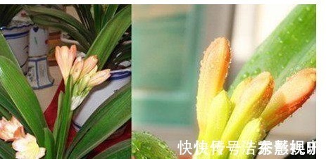 叶片|君子兰、长寿花、蟹爪兰总不开花，可能盆里缺点它，加一点就开花