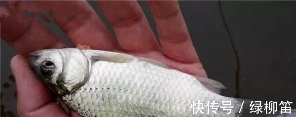 雾化|如何判断鱼饵是脱落,还是鱼在咬钩,老钓友给你支几招